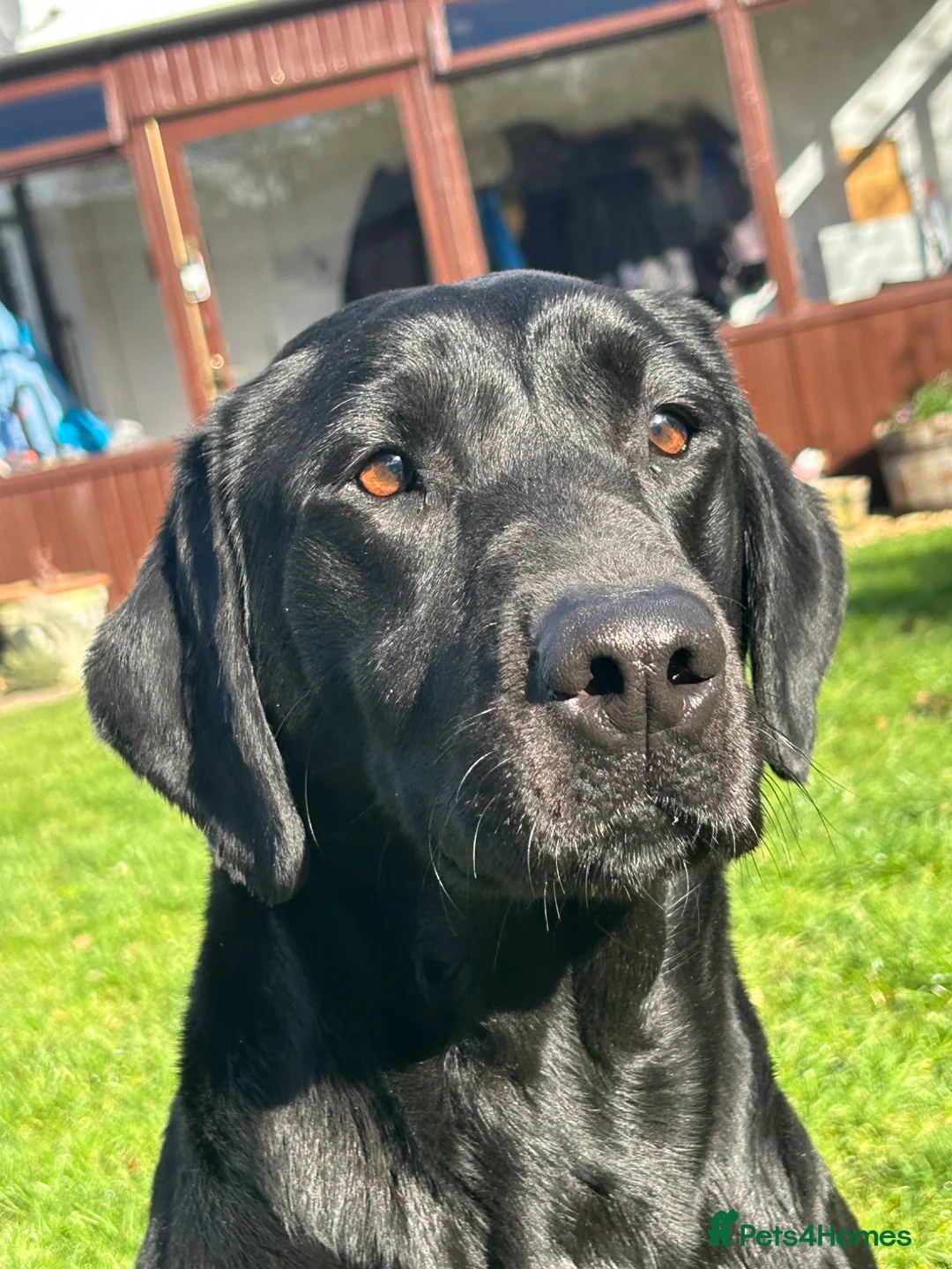 Labrador Retriever dogs for sale: 3 black dog puppies available - Advert 2