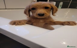 Labradoodle dogs for sale: F1 Miniature labradoodles 4 GIRLS LEFT  - Image 6