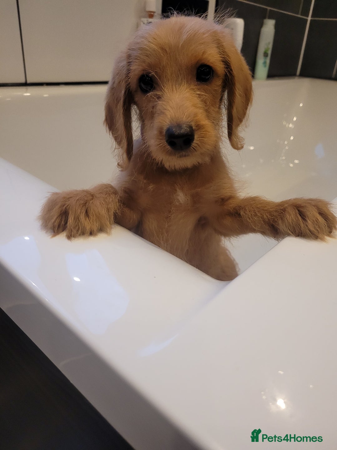 Labradoodle dogs for sale: F1 Miniature labradoodles 4 GIRLS LEFT  - Image 6