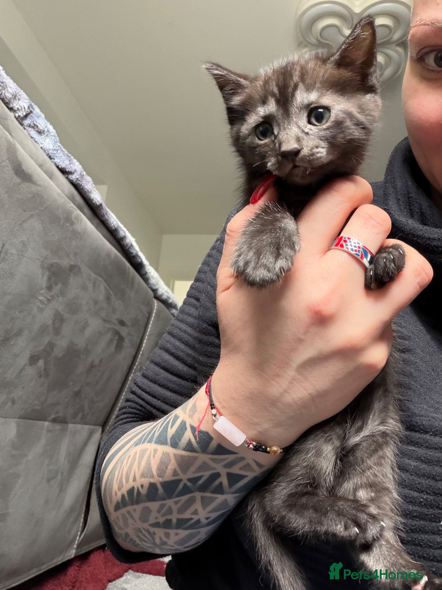 Mixed Breed cats Ragdol mix kitten  - Advert 2