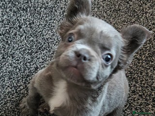 French Bulldog dogs Gorgeous French bulldog puppies - Advert 4