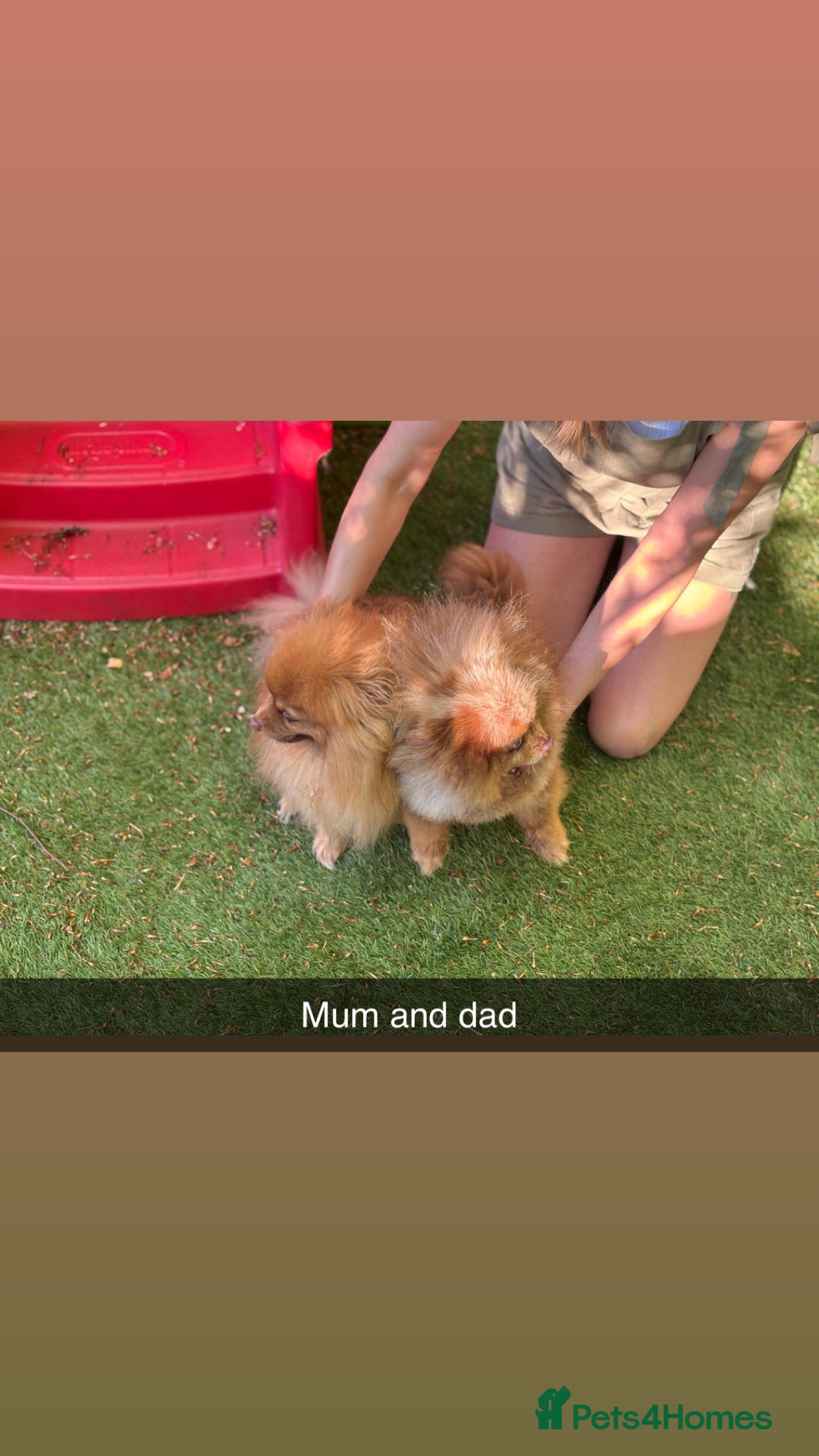 Pomeranian dogs for sale: Exotic color Pomeranians  - Advert 3