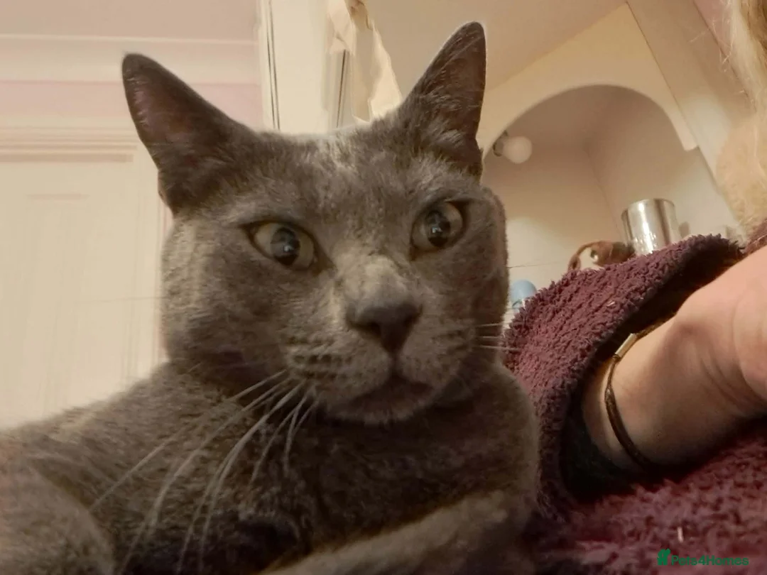 Mixed Breed cats for adoption: Super-cuddly, lively tripod looking for love - Advert 5