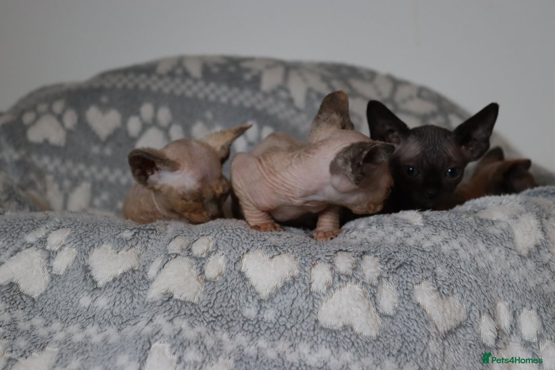 Sphynx cats for sale: Sphynx - Advert 9