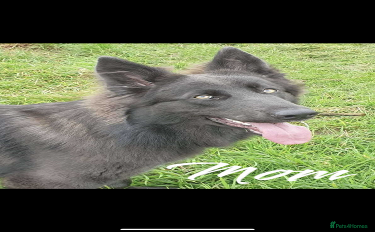 German Shepherd dogs - Advert 29