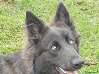 German Shepherd dogs - Advert 7