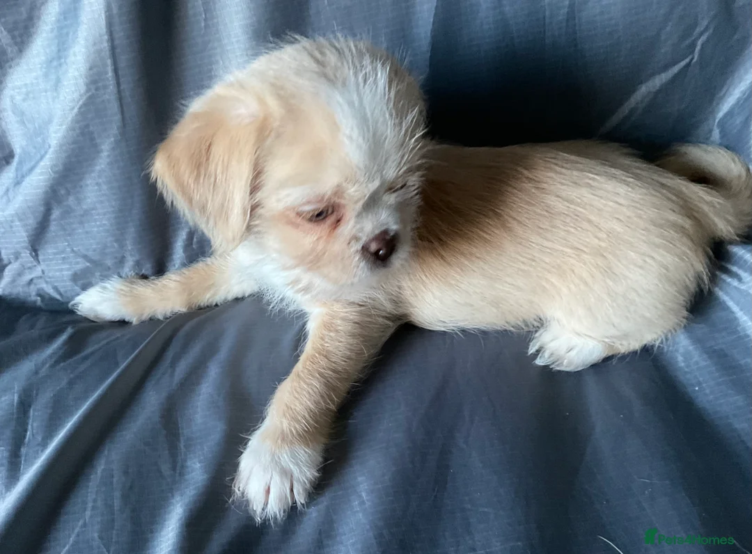 Mixed Breed dogs for sale: SHIH TZU/ CHIHUAHUAS  - Advert 1