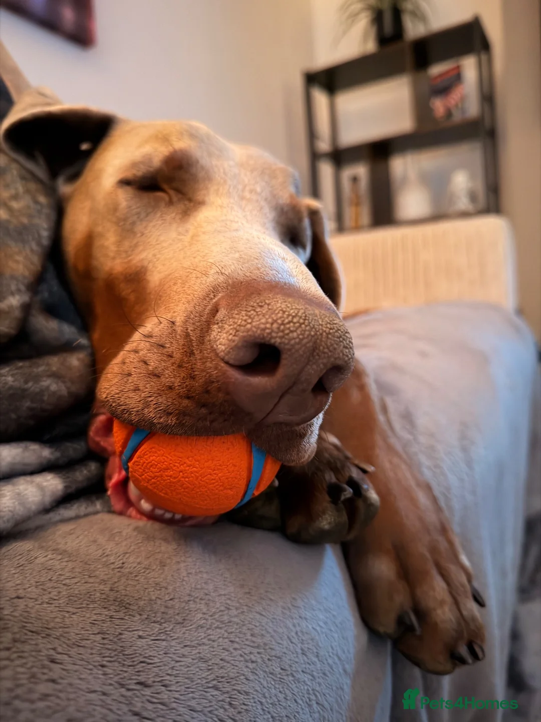 Dobermann dogs for sale: 15 month old Doberman for sale  in Chesterfield - Advert 1