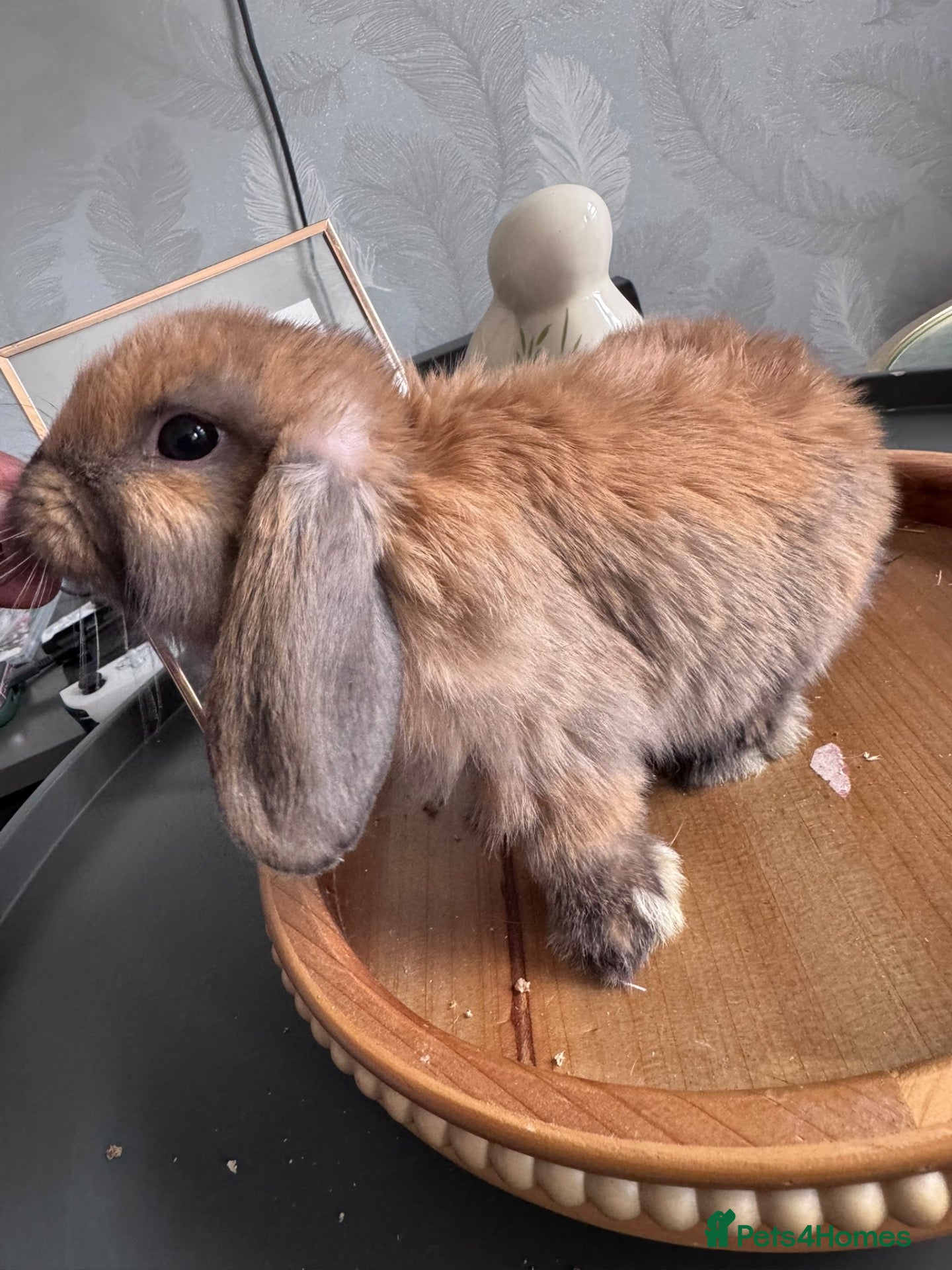 Mini Lop rabbits Pure Breed Mini Lop Babies Ready to Reserve - Advert 2