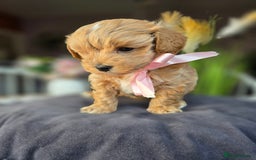 Maltipoo dogs for sale: LAST 🩷 BOY  looking forever home 🏡 😍  - Image 15