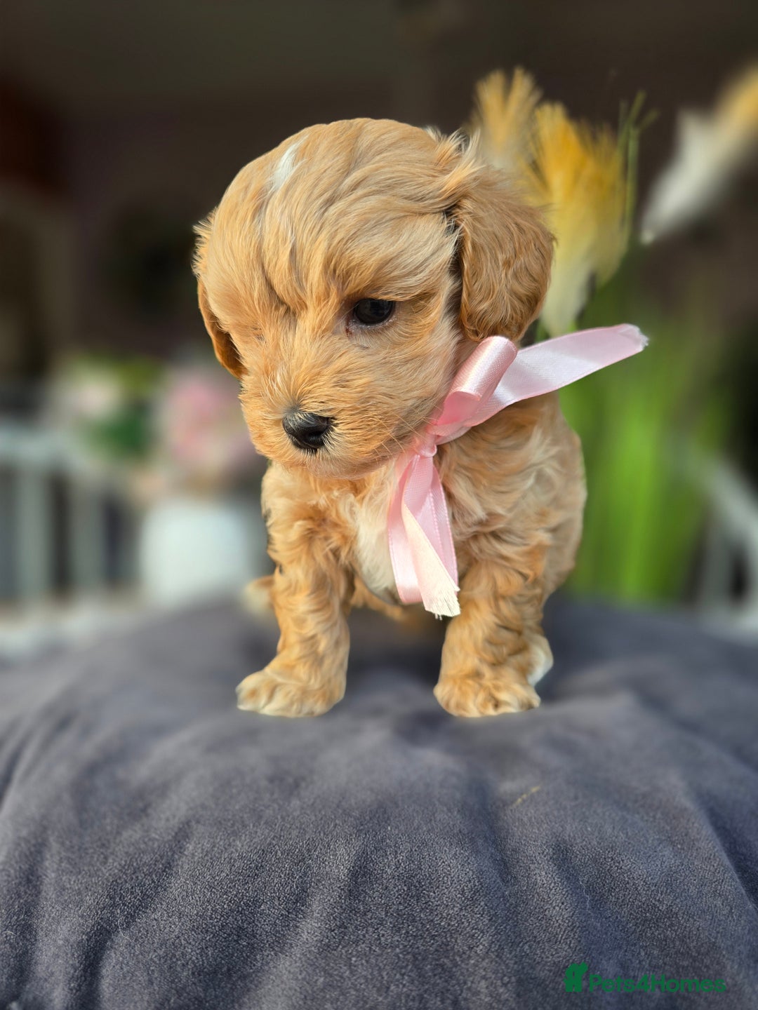 Maltipoo dogs for sale: LAST 🩷 BOY  looking forever home 🏡 😍  - Image 15