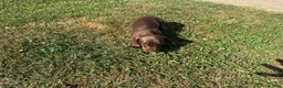 Miniature Dachshund dogs for sale: Tan Miniature dachshunds  - Advert 8