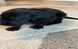 Labrador Retriever dogs for sale: KC Registered Labrador Puppies Ready 24th November - Image 8