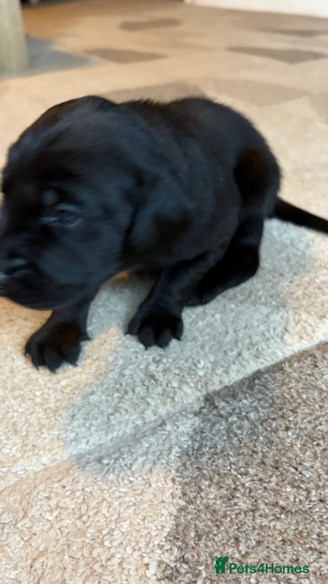 Labrador Retriever dogs for sale: KC Registered Labrador Puppies Ready 24th November - Image 8