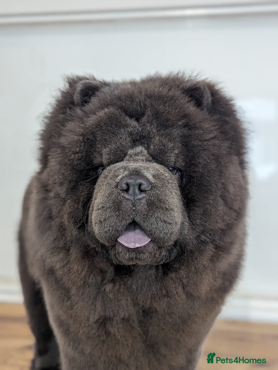 Chow Chow dogs for stud: Blue Teddy Chow Chow up for Stud - Advert 2