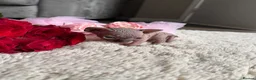 Sphynx cats for sale: Canadian Elf Sphynx  - Advert 24