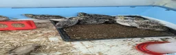 Quail poultry for sale: Chinese painted quail  in Seaham - Advert 1