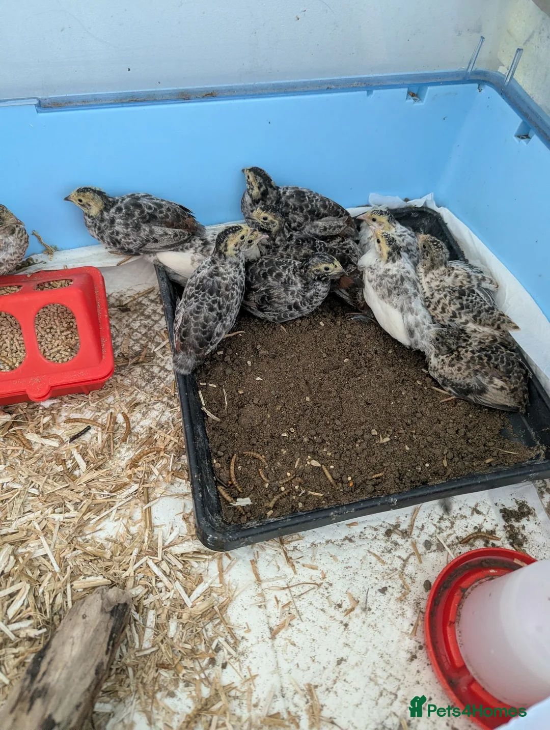 Quail poultry for sale: Chinese painted quail  in Seaham - Advert 1