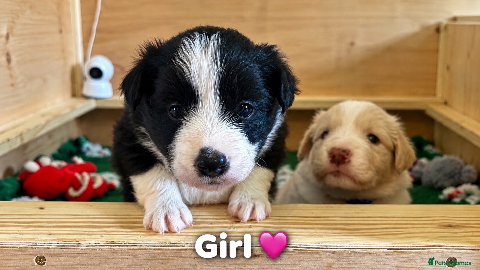 Border Collie dogs for sale: Beautiful Border Collie Puppies-KC Registered - Advert 1