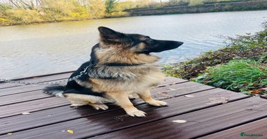 German Shepherd dogs Champion bloodline German Shepherd 🥇  - Advert 4