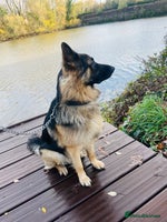 German Shepherd dogs Champion bloodline German Shepherd 🥇 - Advert 4