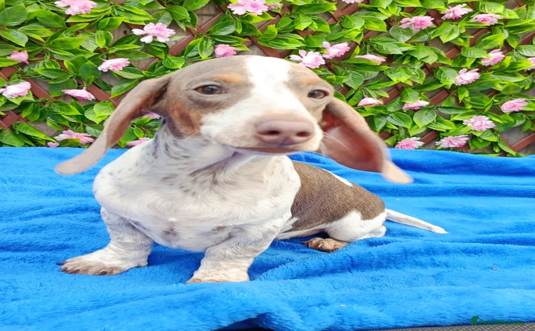 Dachshund dogs - Advert 12