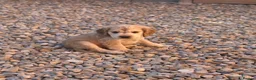 Cocker Spaniel dogs for sale: Show Type Cocker Spaniels - Advert 6