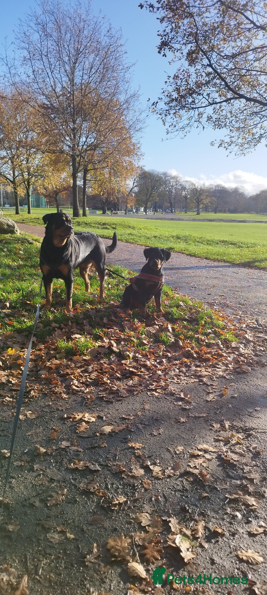 Rottweiler dogs for sale: Puppy rottweiler  - Advert 3