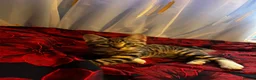 Mixed Breed cats for sale: Stunning tabby kittens - Advert 8