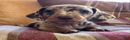 Miniature Dachshund dogs for sale: KC REGISTERED PRA clear  Chocolate dapple & tan - Advert 5