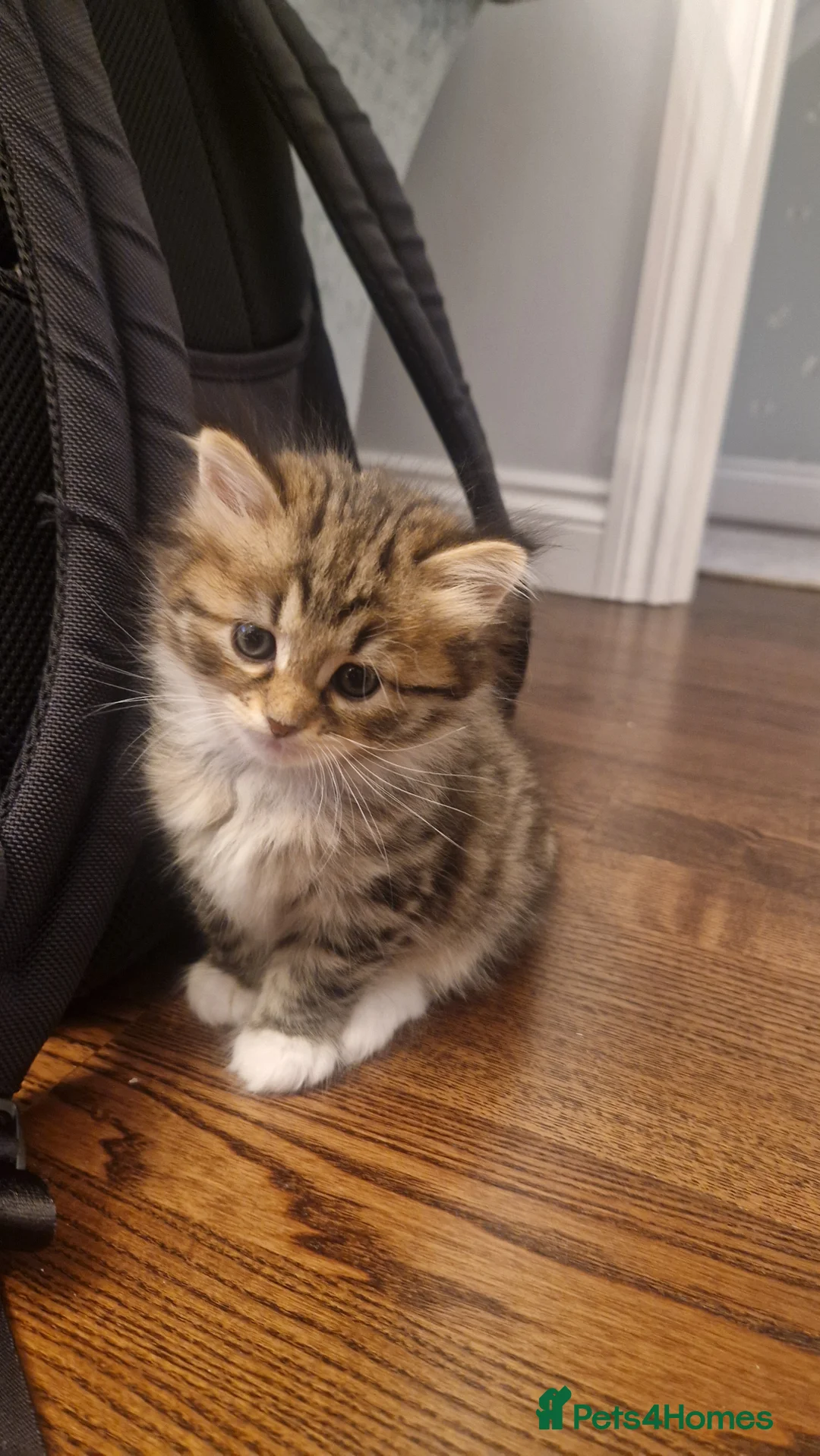 Siberian cats for sale: Adorable siberian kittens - Advert 4