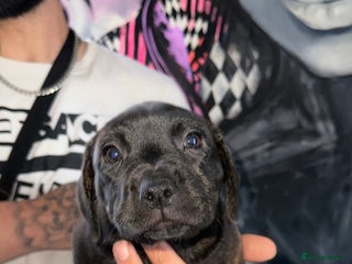 Staffordshire Bull Terrier dogs - Advert 34