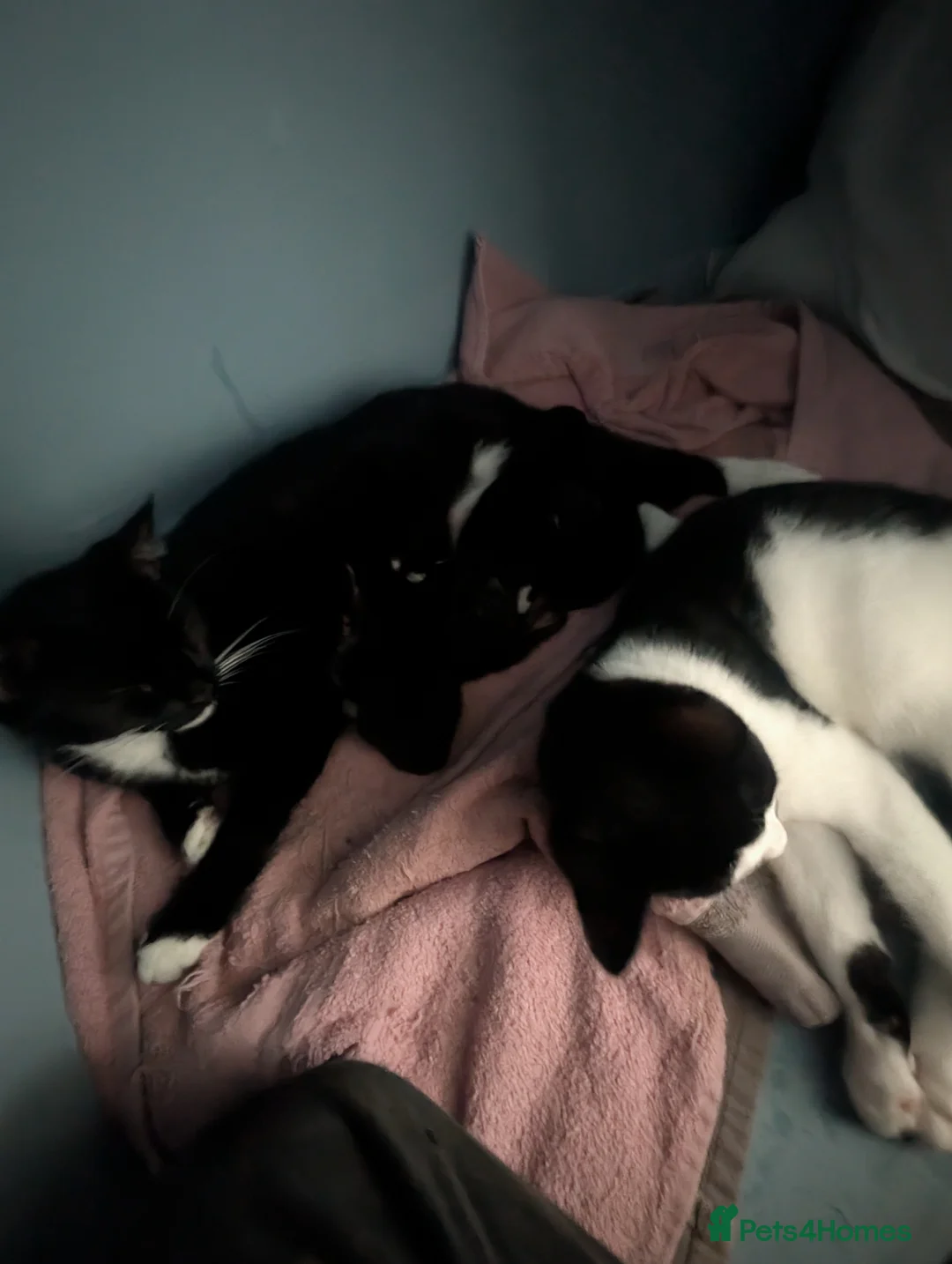 Domestic Shorthair cats for sale: Five kitten, 2 black, 3 tuxedo. Sexes not known - Advert 24