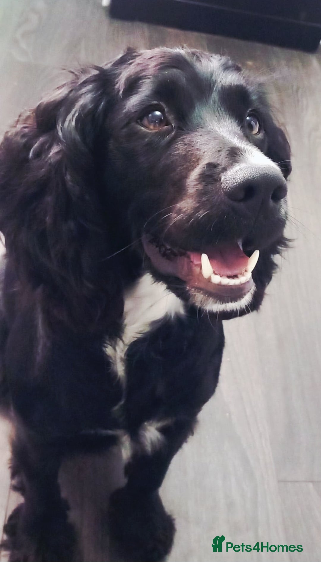 Cockapoo dogs for sale: F1 mini cockerpoos born 22nd December  - Advert 14