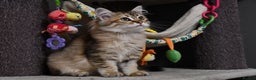 Siberian cats for sale: Siberian From Tunguska House Cattery - Advert 10