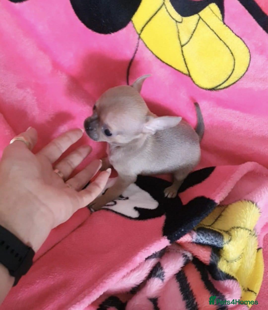 Chihuahua dogs for sale: Tiny Blue Fawn chihuahua boy  - Image 11