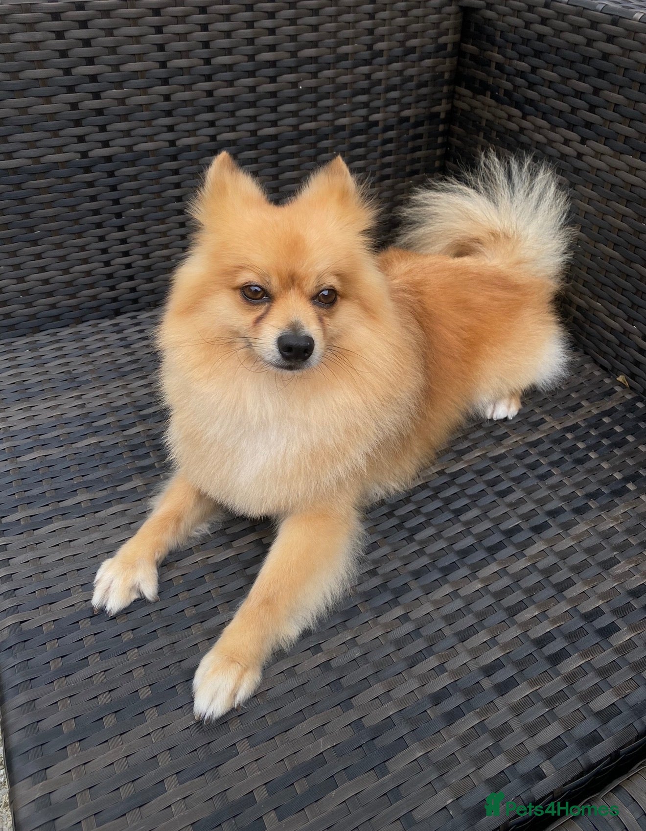 Pomeranian dogs for sale: Zylo Looking for a Loving Home - Advert 8