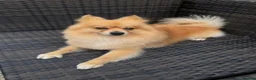 Pomeranian dogs for sale: Zylo Looking for a Loving Home - Advert 1