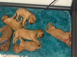 Mixed Breed dogs Ruby red cockaliers - Advert 16