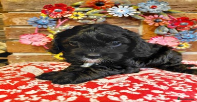 Cavapoo dogs Quality True mini Cavapoo Puppies in Eastleigh - Advert 7