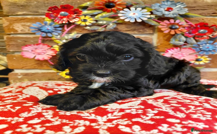 Cavapoo dogs Quality True mini Cavapoo Puppies in Eastleigh - Advert 9