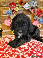 Cavapoo dogs Quality True mini Cavapoo Puppies in Eastleigh - Advert 7