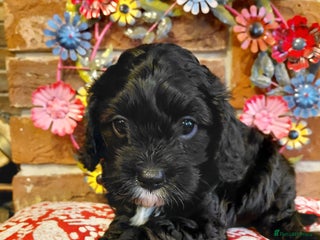 Cavapoo dogs Quality True mini Cavapoo Puppies in Eastleigh - Advert 16