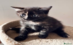 Mixed Breed cats for sale: Amiable bengal mix tabby kittens - Image 23