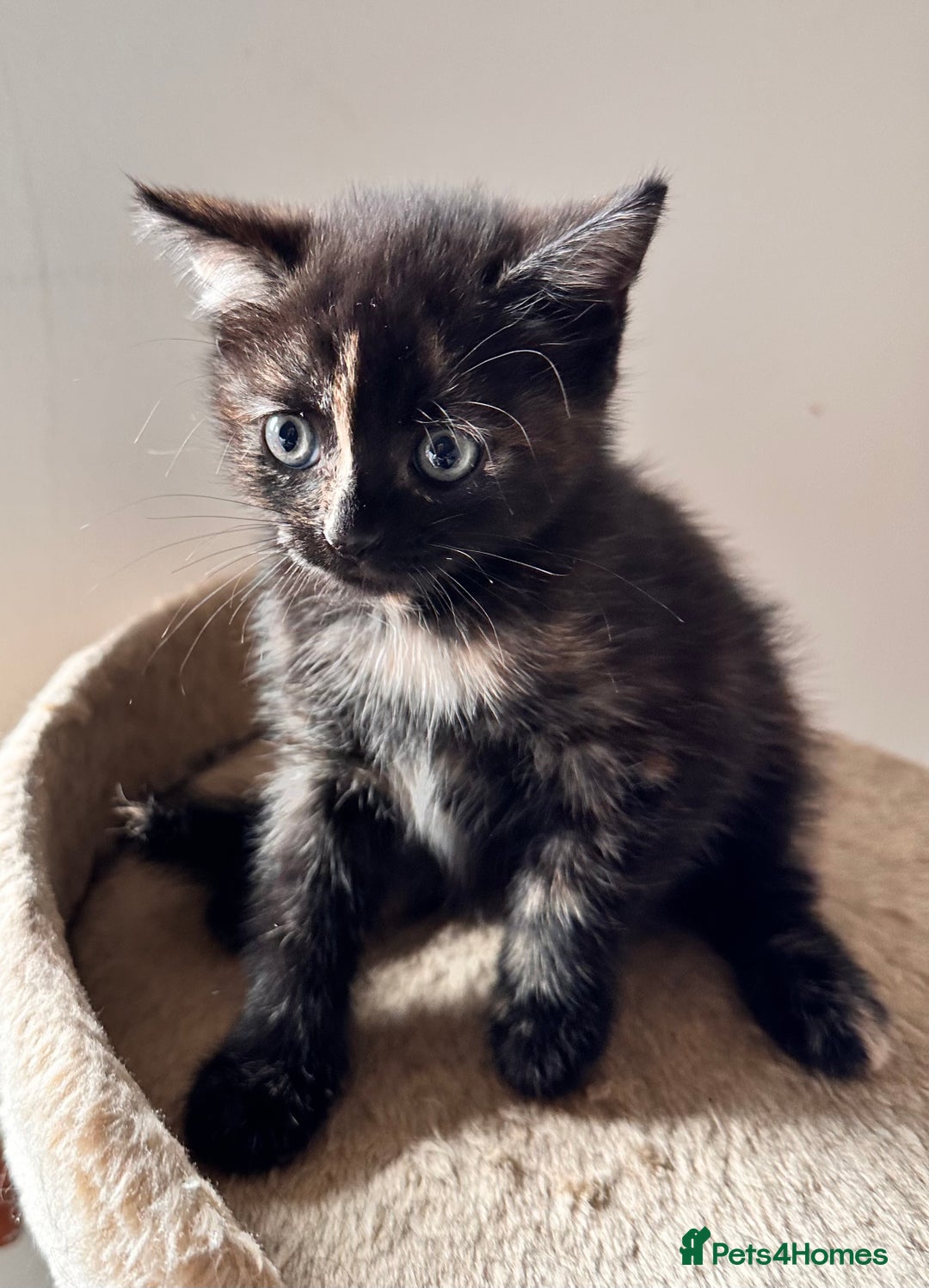 Mixed Breed cats for sale: Amiable bengal mix tabby kittens - Image 23