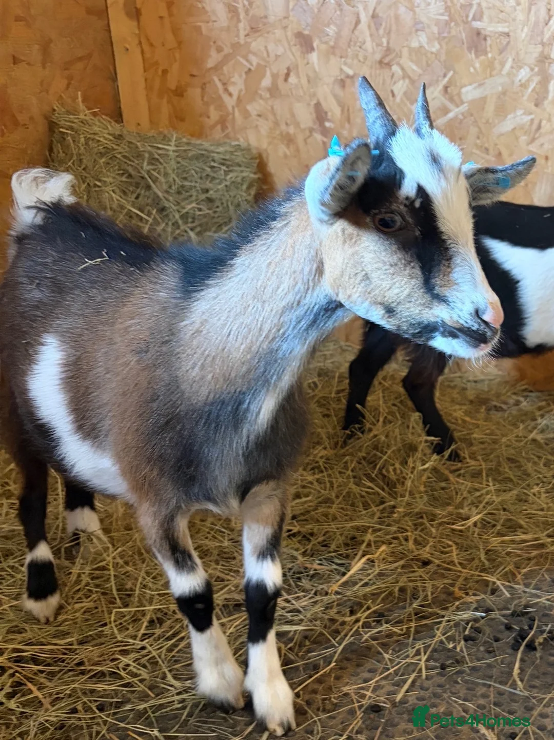 Goats livestock for sale: Beautiful Pygmy nanny kids - Advert 3
