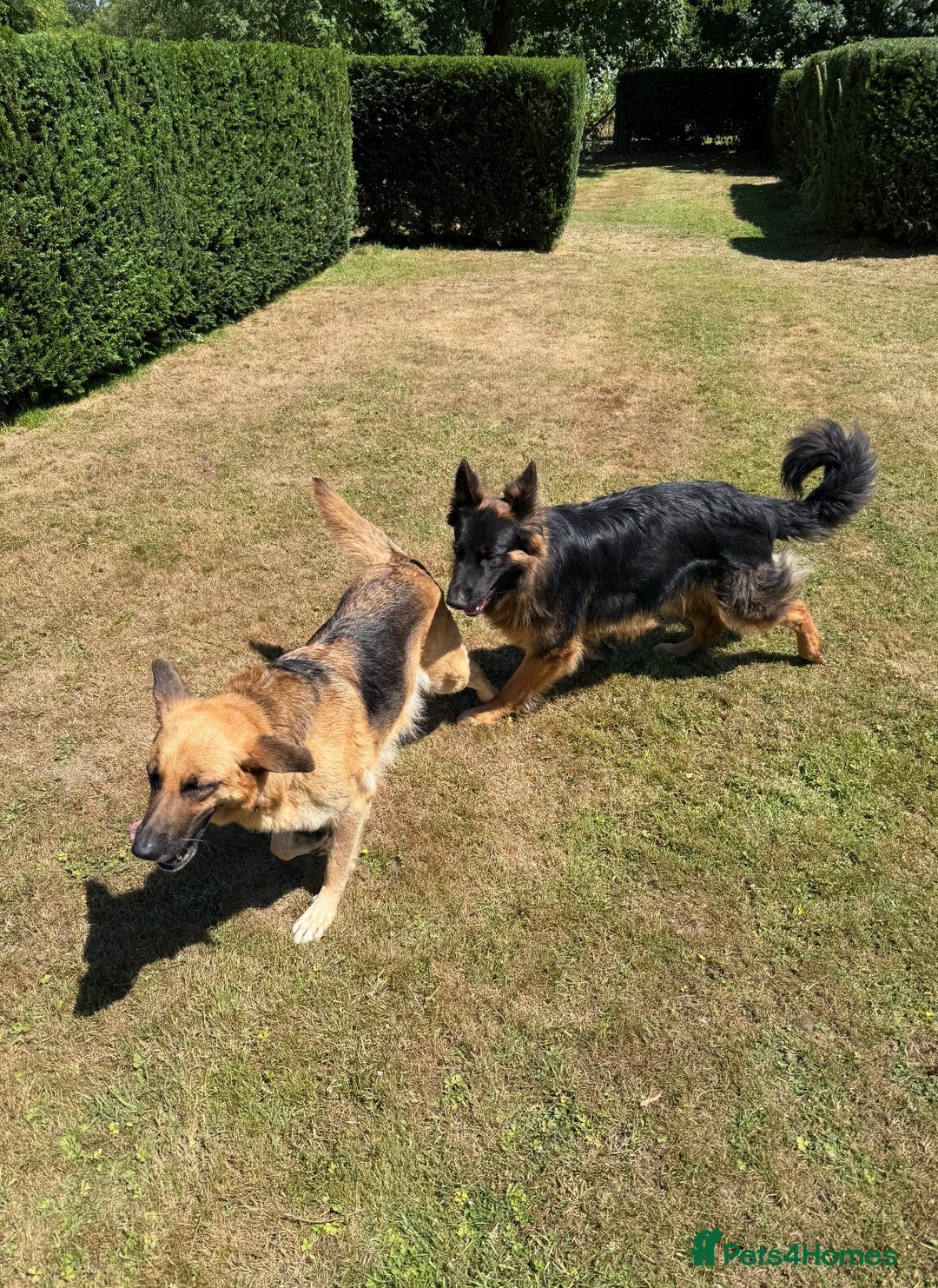 German Shepherd dogs for sale: German shepherd puppies - Advert 7