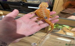 Bearded Dragon reptiles for sale: CB25 Bearded Dragon Babies  - Image 2