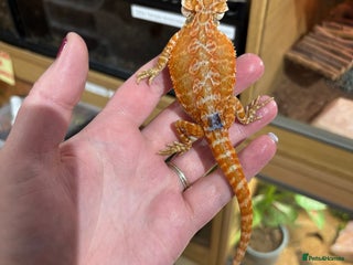 Bearded Dragon reptiles - Advert 18