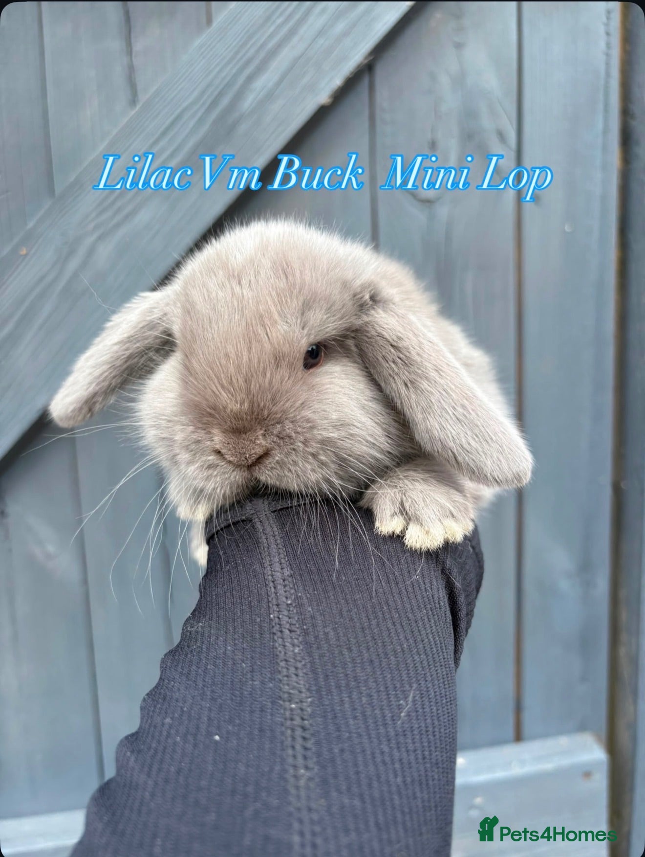Mini Lop rabbits Mini Lops - Advert 1